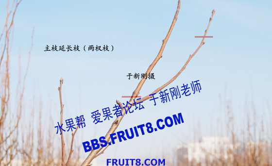 ��֦�ӳ�֦(���֦).jpg