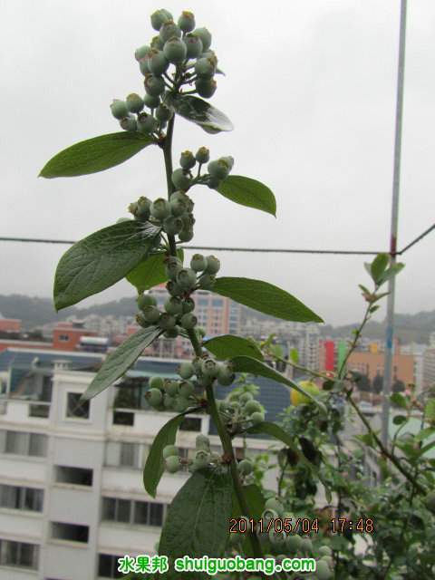 IMG_2955.jpg