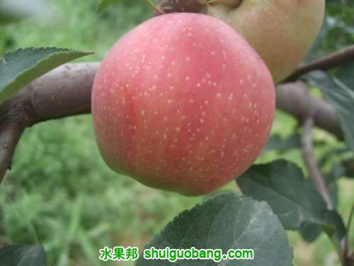 7��20��3�š����񡢺��¶���ƽ�� 013.jpg