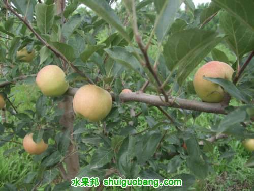 7��20��3�š����񡢺��¶���ƽ�� 015.jpg