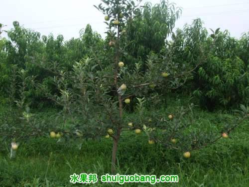 7��20��3�š����񡢺��¶���ƽ�� 017.jpg