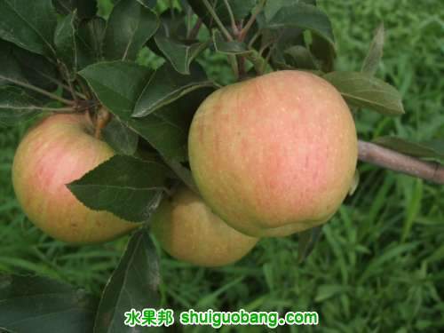 7��20��3�š����񡢺��¶���ƽ�� 018.jpg