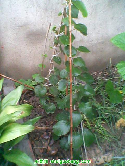 IMG0001A.jpg