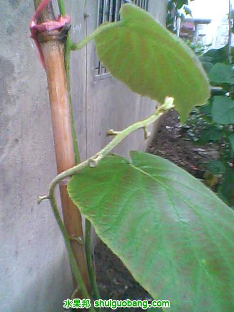 IMG0007A.jpg