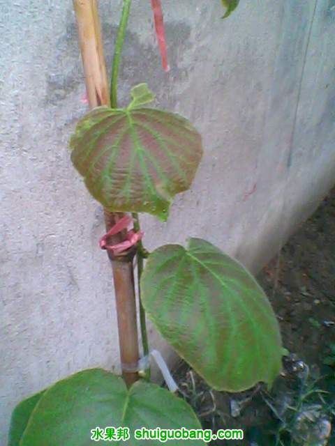 IMG0004A.jpg