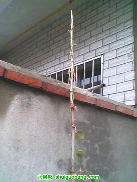 IMG0003A.jpg