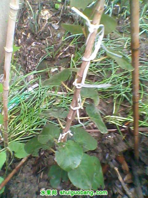IMG0005A.jpg