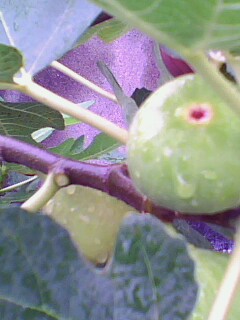 IMG2281A.jpg