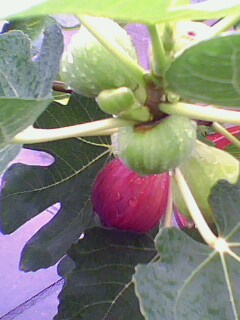 IMG2286A.jpg