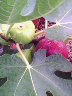 IMG2288A.jpg