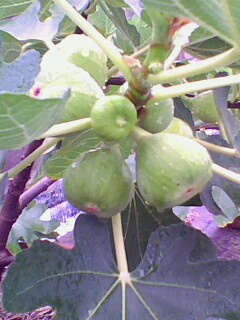 IMG2289A.jpg