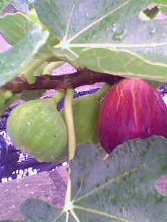 IMG2290A.jpg