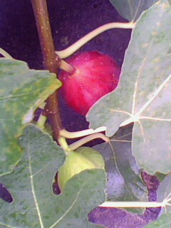 IMG2293A.jpg