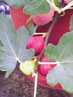 IMG2294A.jpg