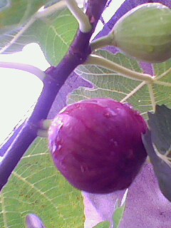 IMG2300A.jpg