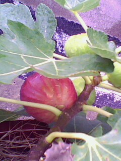 IMG2301A.jpg