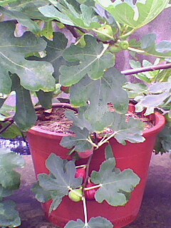 IMG2304A.jpg