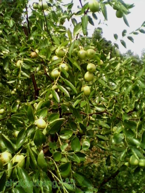 IMG0778A.jpg