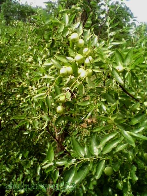IMG0780A.jpg