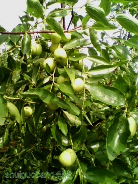 IMG0779A.jpg