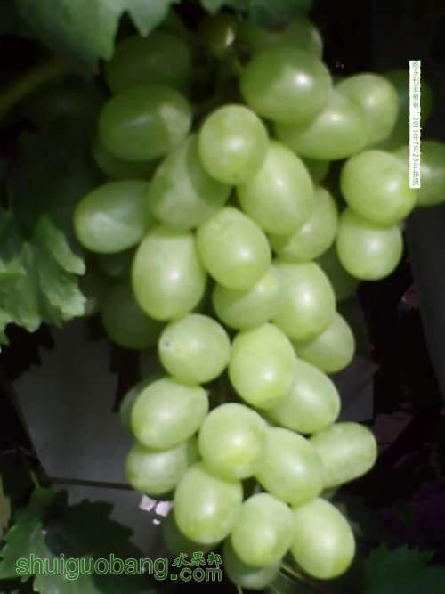 PICT0004.JPG