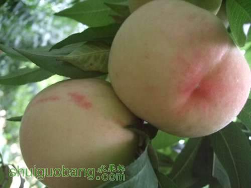 200117283Żƽ¶Ϲ֮ 029.jpg