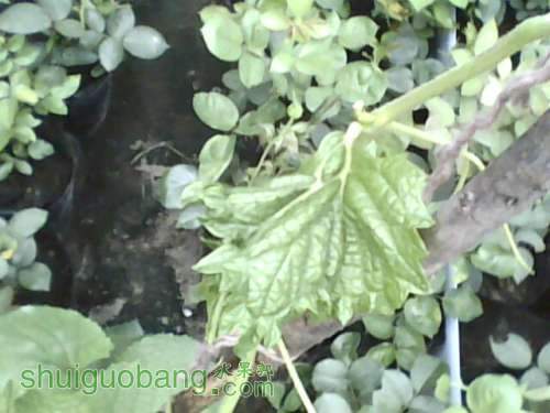 IMG0905A.jpg