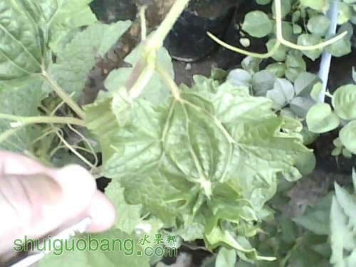 IMG0906A.jpg
