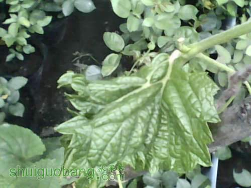 IMG0903A.jpg