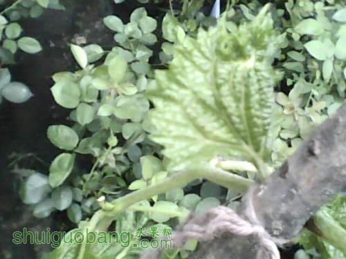 IMG0904A.jpg