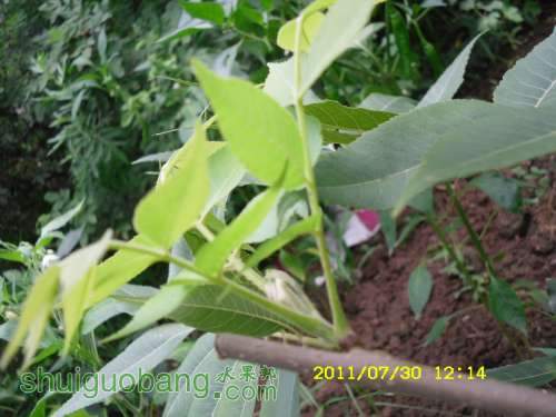 SDC10405.JPG