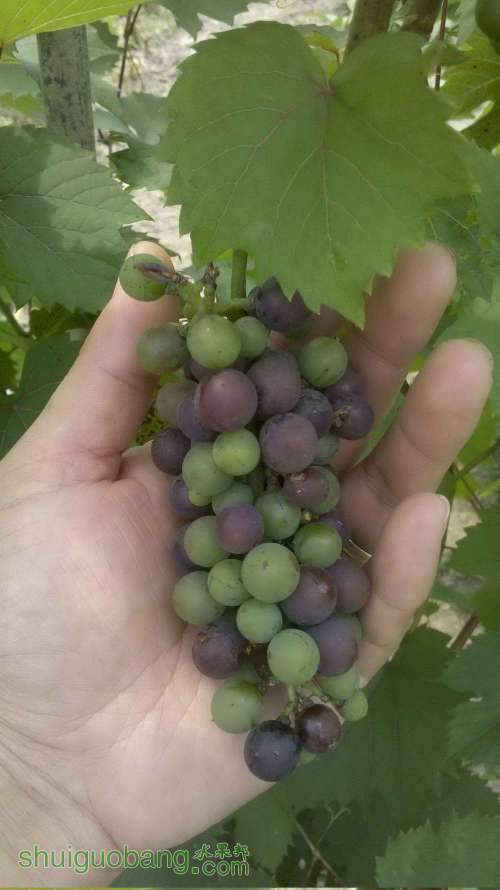 2011-07-24_11-21-29_29201.jpg