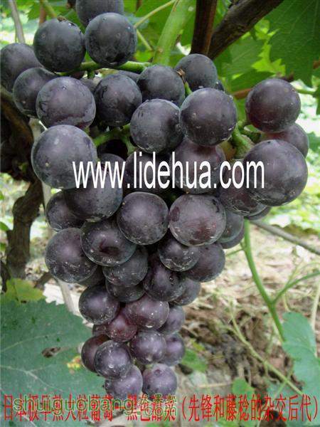 ��ɫ������� (����).jpg