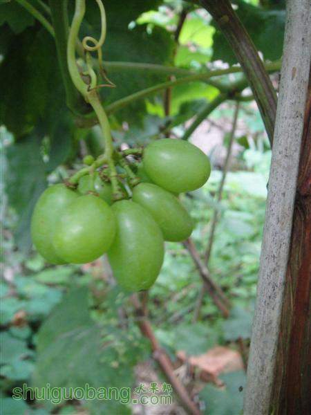 ��ɽ (����).jpg