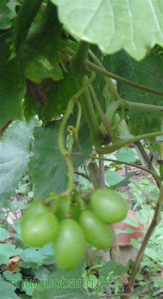 ��ɽ�����Ϲҹ� (����).jpg