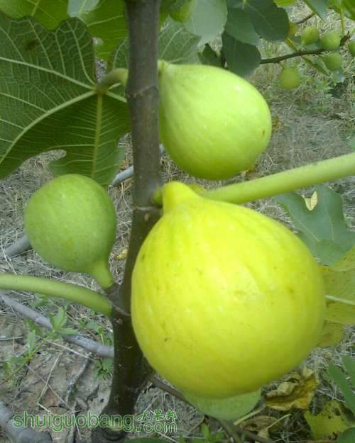 IMG0801163101.jpg