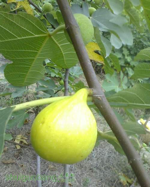 IMG0801163102.jpg