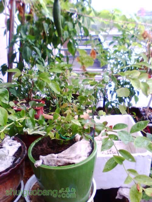 ��ݮ�ɹ�������