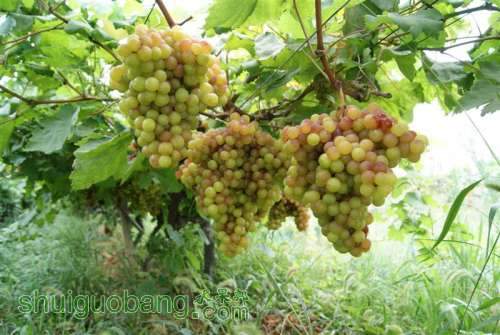 DSC01411 ().JPG