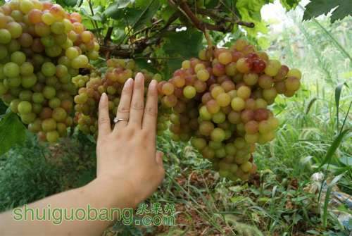 DSC01413 ().JPG