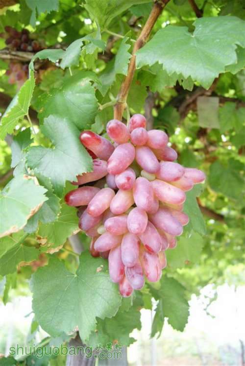 DSC01416 (����).jpg