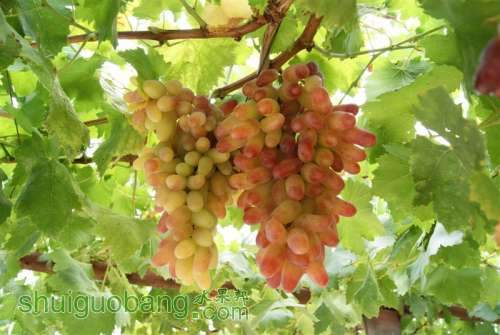 DSC01418 (����).JPG