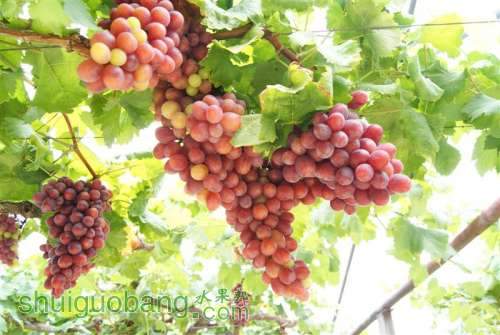DSC01424 ().JPG