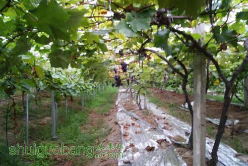 DSC01443 ().JPG