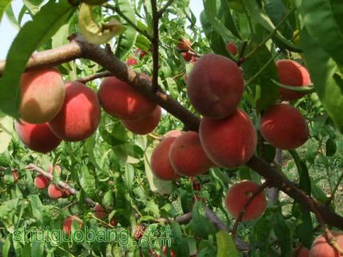 2011��6��12�ռ�������ɽ� 009.jpg