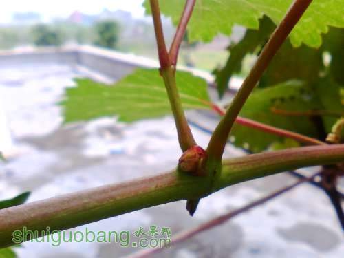 IMG0581A.jpg