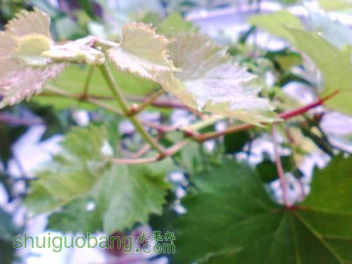 IMG0582A.jpg