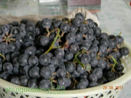 DSCN0991.jpg