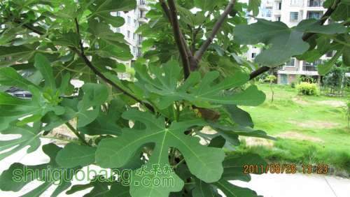 2IMG_0150 (����).JPG