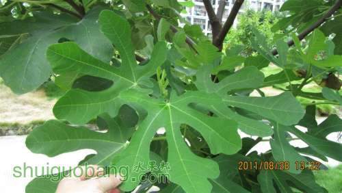 3IMG_0149 (����).JPG
